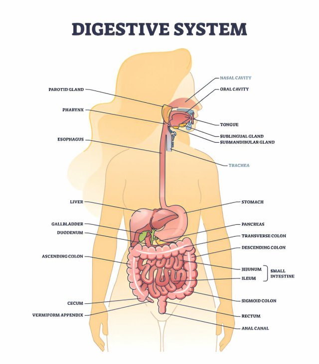 Digestive System 2