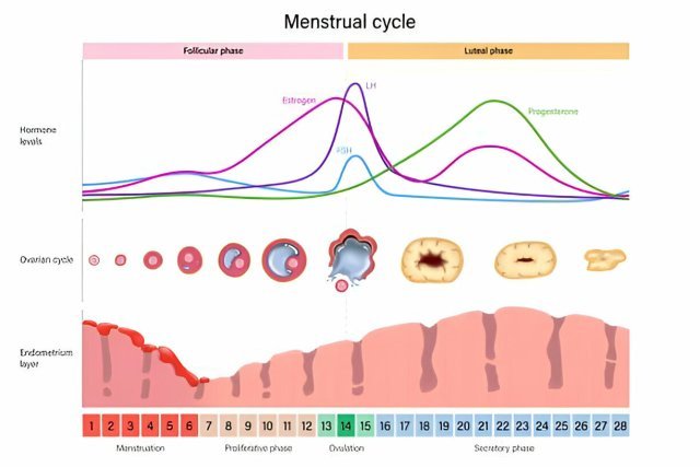 menstrual cycle